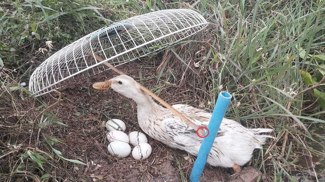 老鸭窝最新版本第一页，深度探索与奇特体验